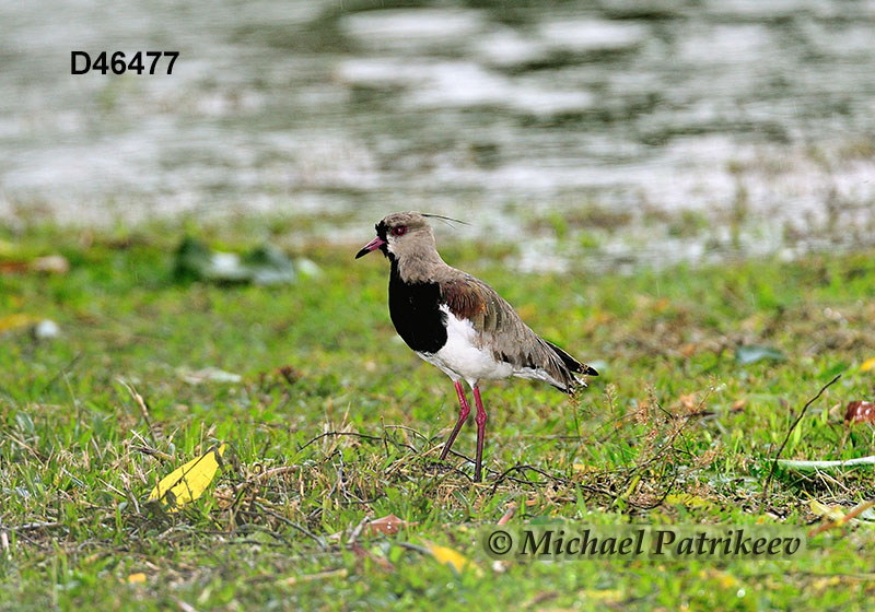 Southern Lapwing (Vanellus chilensis)